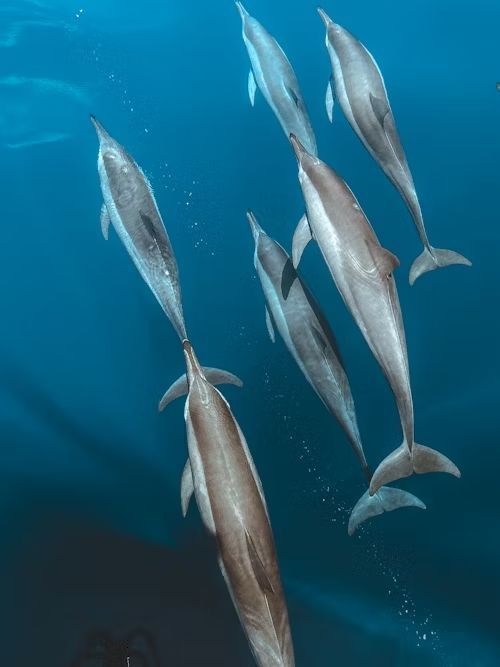 Una manada de delfines nadando en las profundas aguas azules del océano, vistos desde arriba.