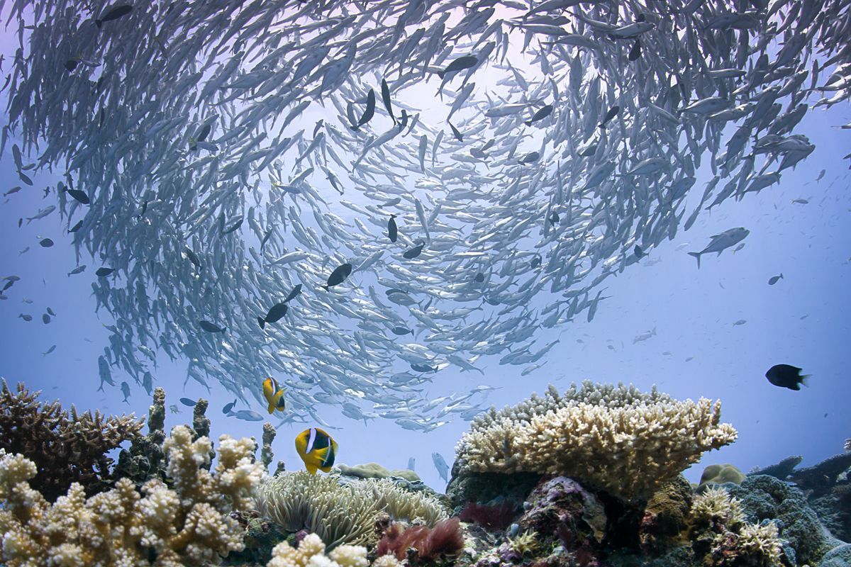 Un enorme banco di pesci argentati nuota in una formazione vorticosa sopra una barriera corallina in acqua cristallina.