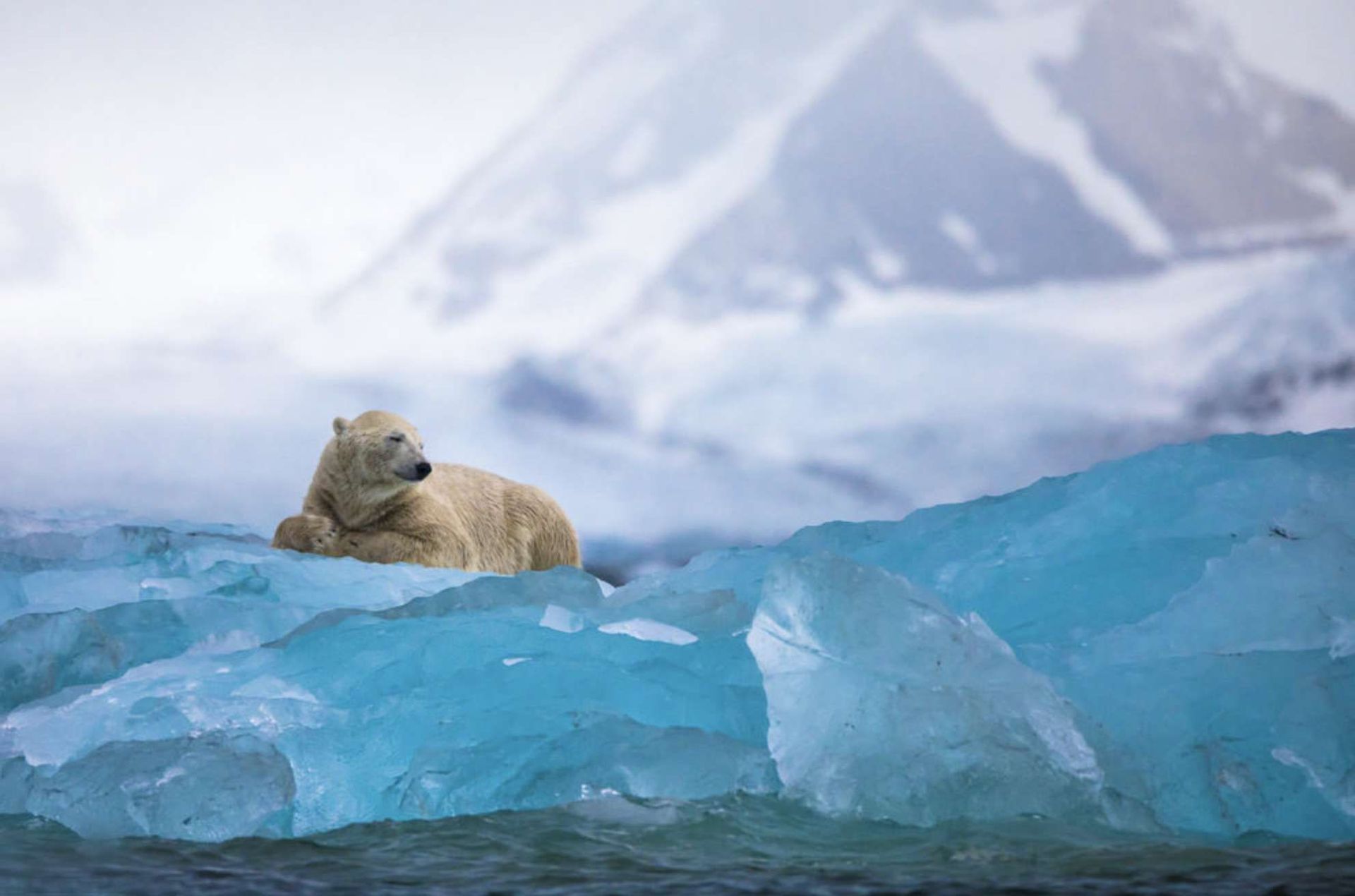 Un orso polare riposa su un grande iceberg blu che galleggia nell'acqua, con una montagna innevata sullo sfondo.