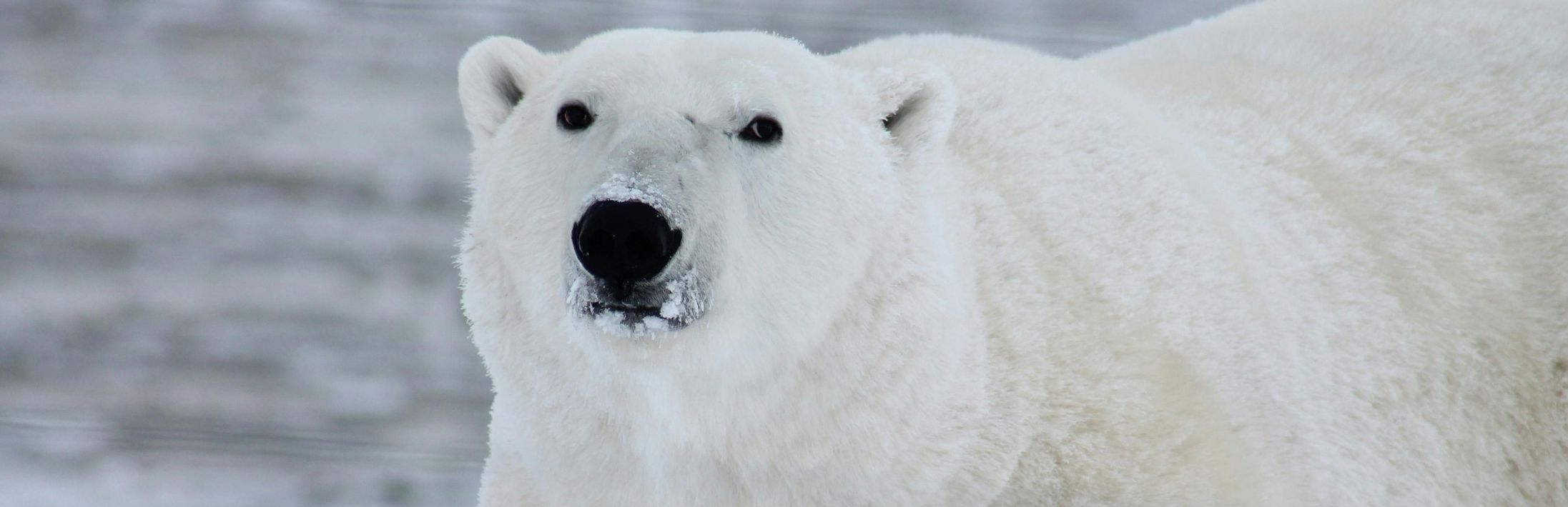 Primo piano del muso di un orso polare che guarda dritto, con neve sul naso su uno sfondo innevato.