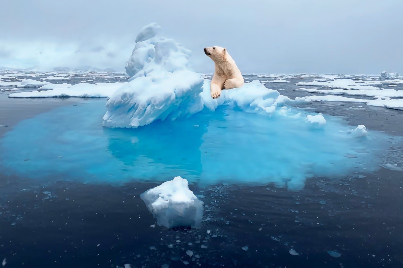 Un orso polare riposa su un piccolo iceberg che galleggia in acque di un blu brillante, circondato da altro ghiaccio sotto un cielo nuvoloso.