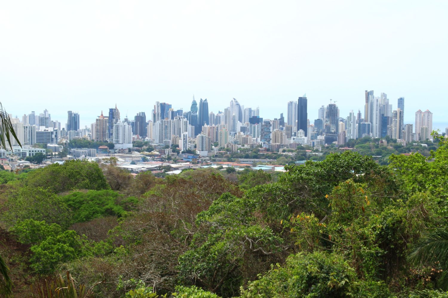 Une vue panoramique d'une ligne d'horizon urbaine moderne avec de nombreux gratte-ciel s'élevant derrière une forêt dense et verte.