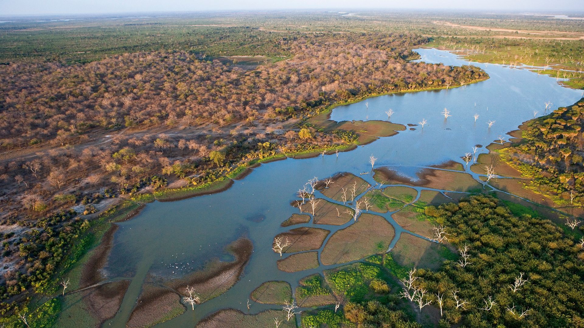 Una vista aerea di un ampio delta fluviale che mostra canali d'acqua tortuosi, una vegetazione lussureggiante e caratteristici alberi bianchi morti.