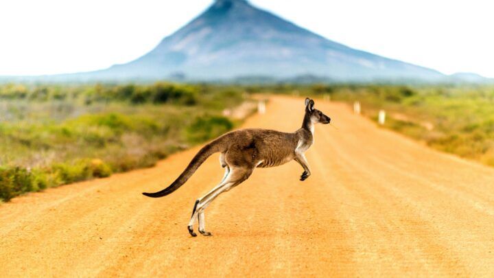 Un canguro en medio de un salto cruza un amplio camino de tierra naranja con vegetación verde y una gran montaña al fondo.