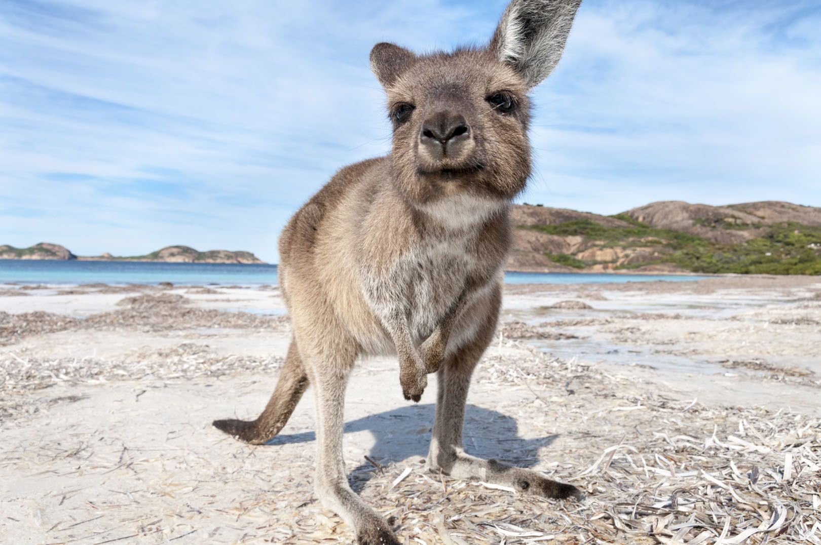 Un gros plan d'un petit kangourou debout sur une plage de sable blanc, avec l'océan turquoise et des collines lointaines en arrière-plan.
