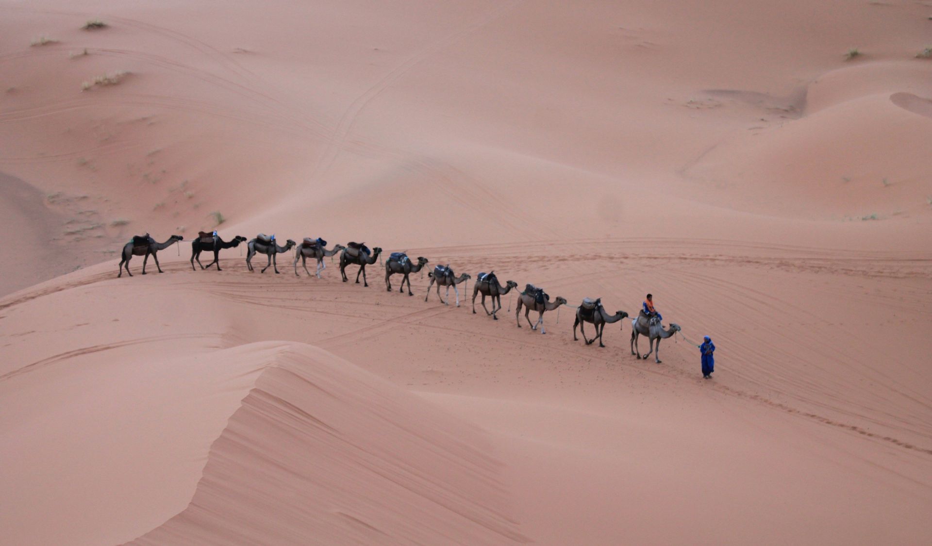 Un viaje en grupo de WeRoad cruza vastas dunas de arena del desierto en caravana de camellos, avanzando en fila india.