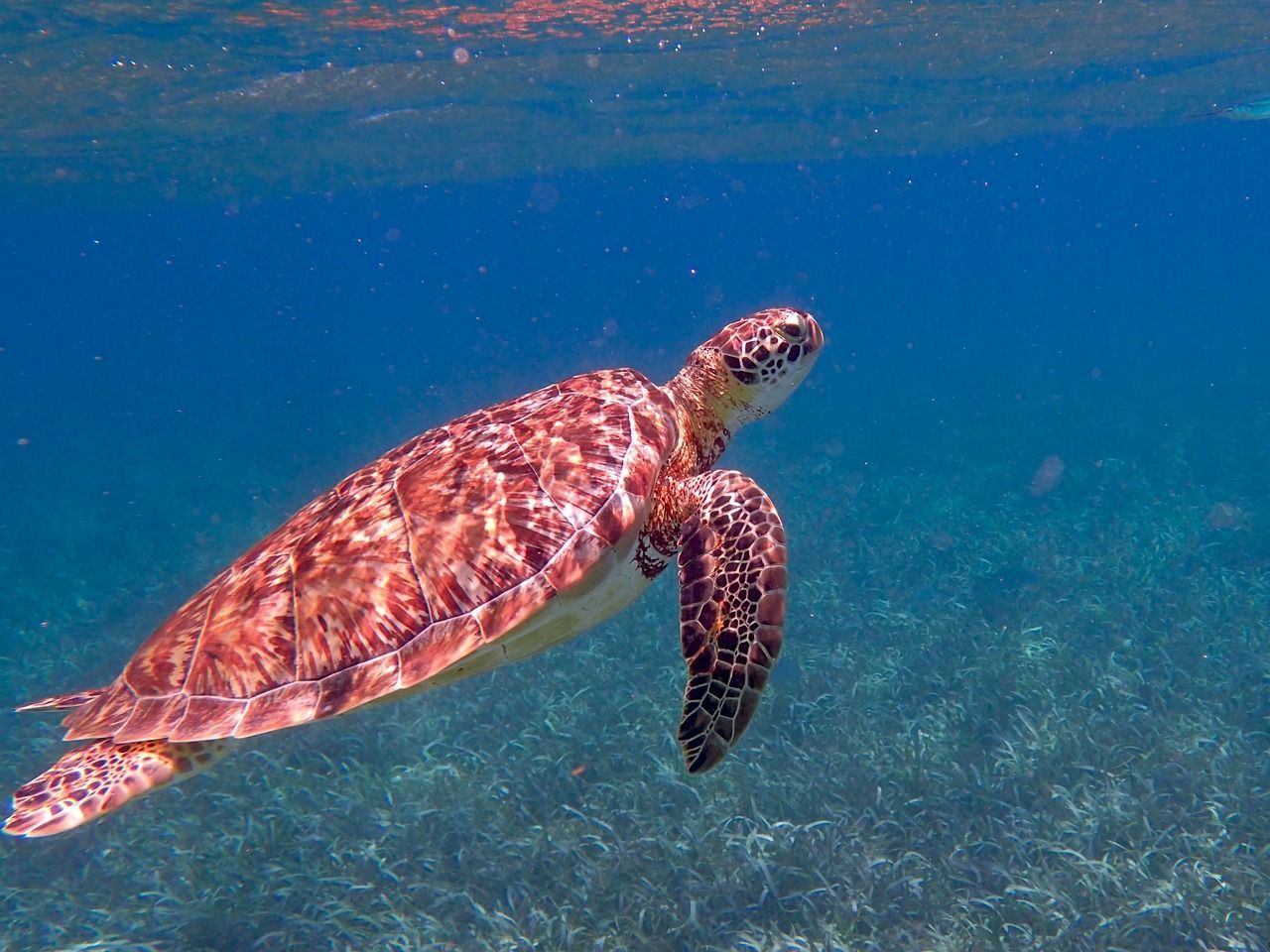 Une grande tortue de mer à la carapace tachetée nage juste sous la surface de l'eau au-dessus d'un lit dense d'herbier marin.