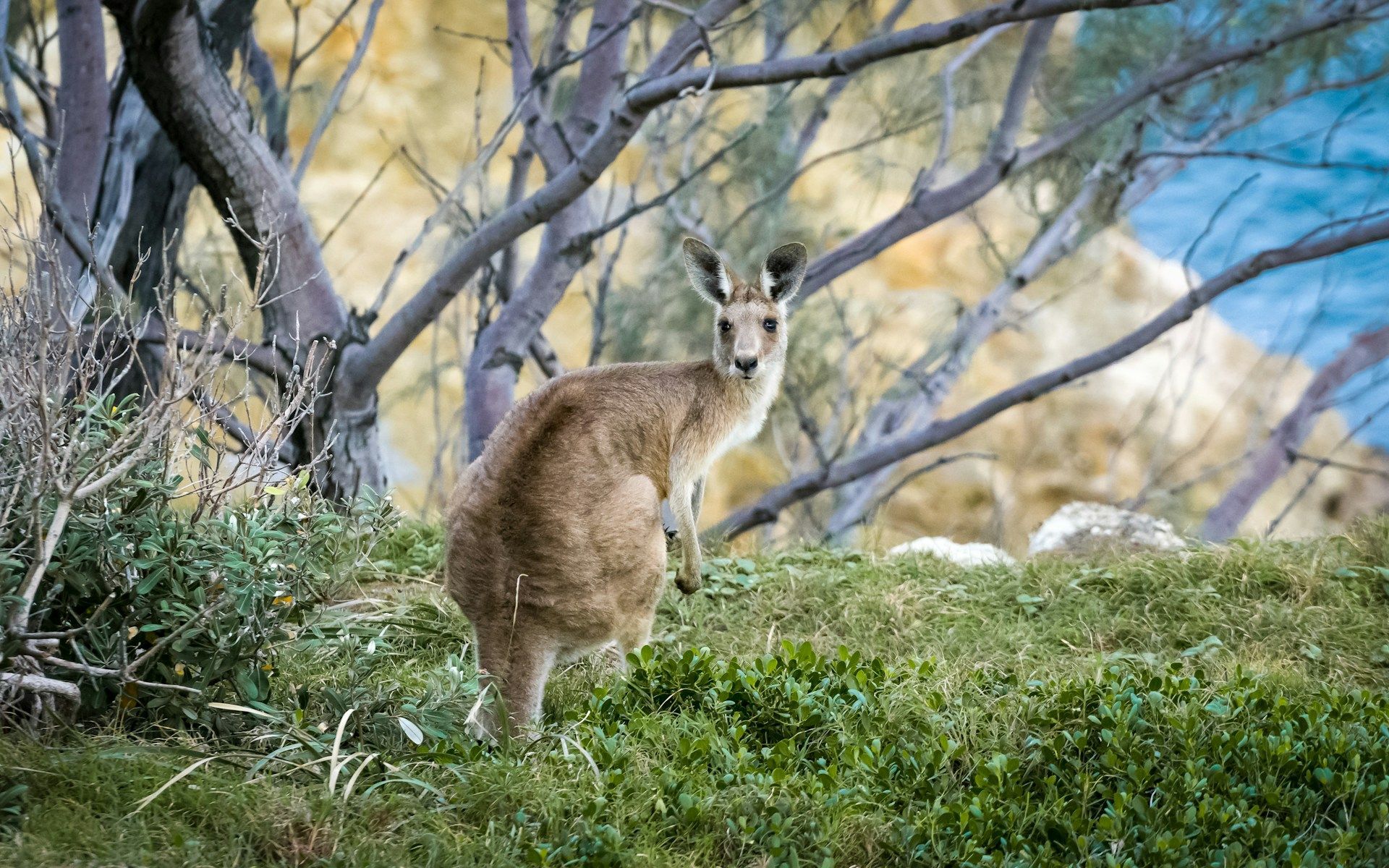 Un canguro marrón se para en una ladera verde y cubierta de hierba, mirando hacia la cámara con árboles de fondo.