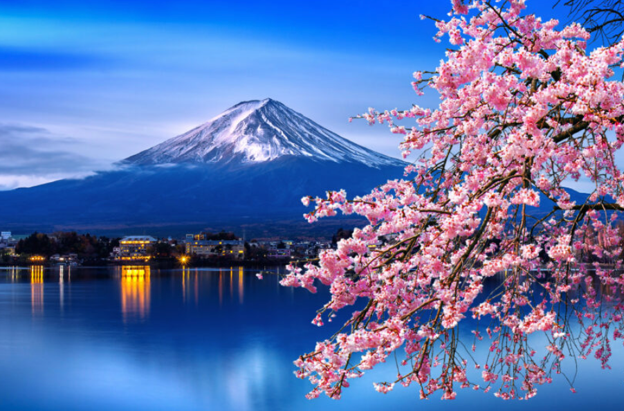Fiori di ciliegio rosa incorniciano la vista di una montagna innevata al di là di un lago, con una città illuminata sulla riva al crepuscolo.