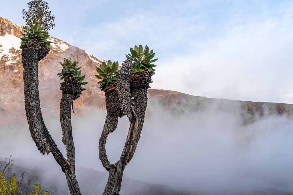 Seneçons géants aux troncs épais et noueux sur un flanc de montagne, avec un sommet enneigé visible au-dessus d'une couche de brouillard.