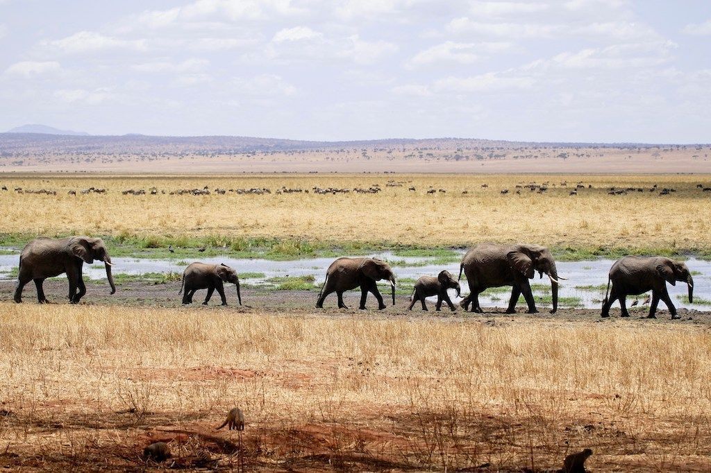 Un troupeau d'éléphants adultes et de bébés éléphants marche en file indienne à travers une savane herbeuse, à côté d'un point d'eau.