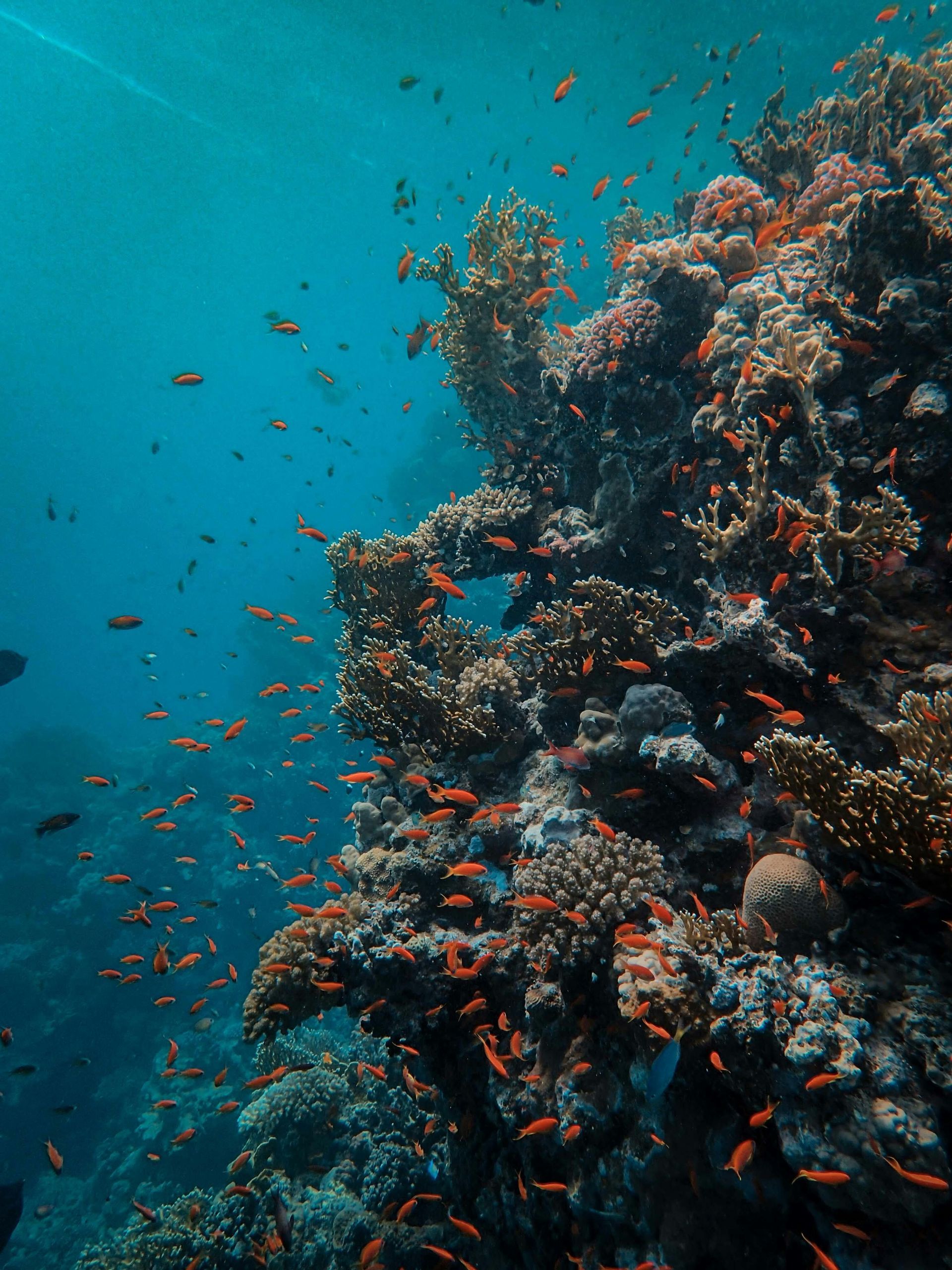 Un cardumen de pequeños peces naranjas nada alrededor de una gran formación de arrecife de coral en aguas de un azul profundo.