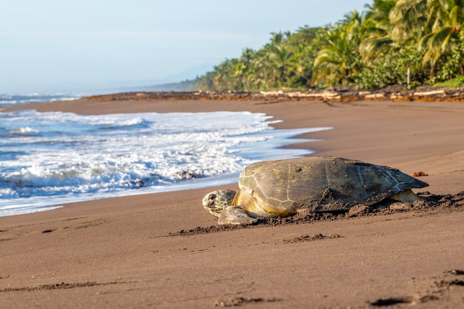 A large sea turtle rests on a dark sand beach next to the ocean surf, with a line of tropical palm trees in the background.