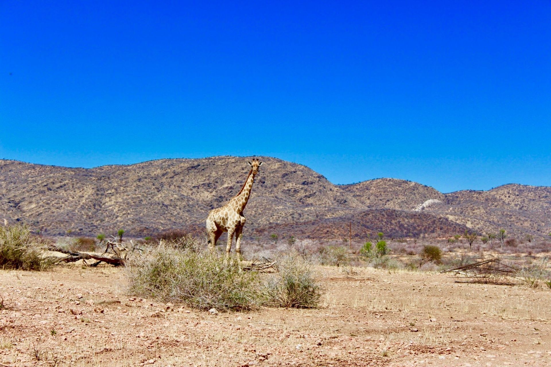Una giraffa si erge in un paesaggio di savana secca con montagne sotto un cielo azzurro brillante.