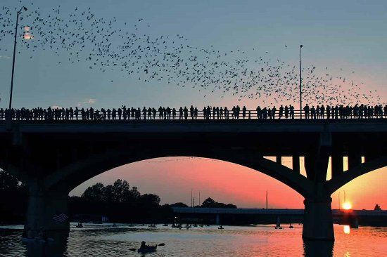 Uno sciame di pipistrelli vola da sotto un ponte mentre la gente osserva dal ponte e dalle barche sottostanti al tramonto.
