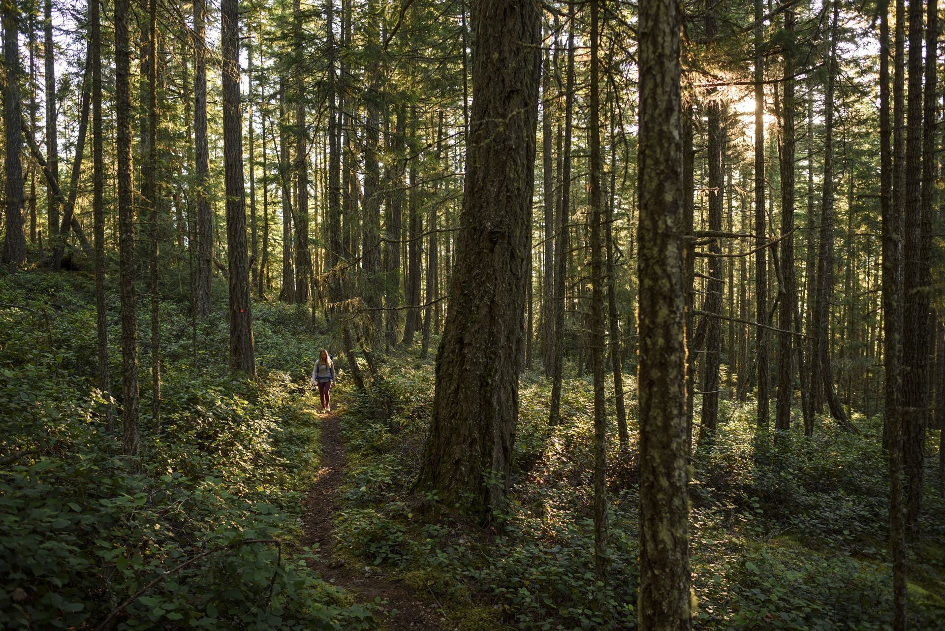 Une femme avec un sac à dos randonne sur un sentier à travers une forêt dense tandis que la lumière du soleil filtre à travers les grands arbres.