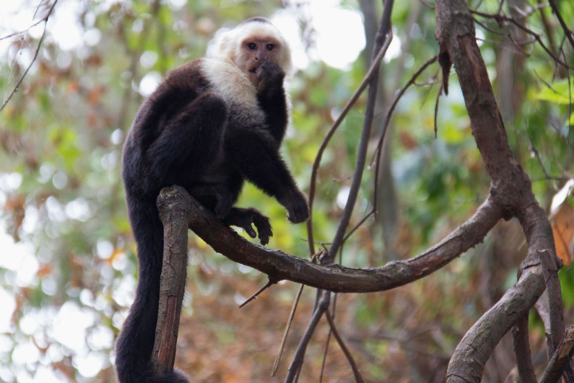 Un capucin à tête blanche au pelage noir est assis sur une branche d'arbre, regardant la caméra avec une patte portée à sa bouche.