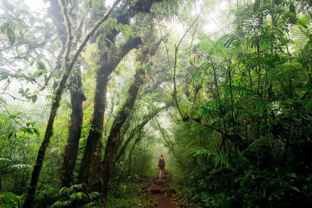 Une personne avec un sac à dos marche sur un sentier à travers une jungle luxuriante et brumeuse sous une canopée d'arbres moussus et de fougères.