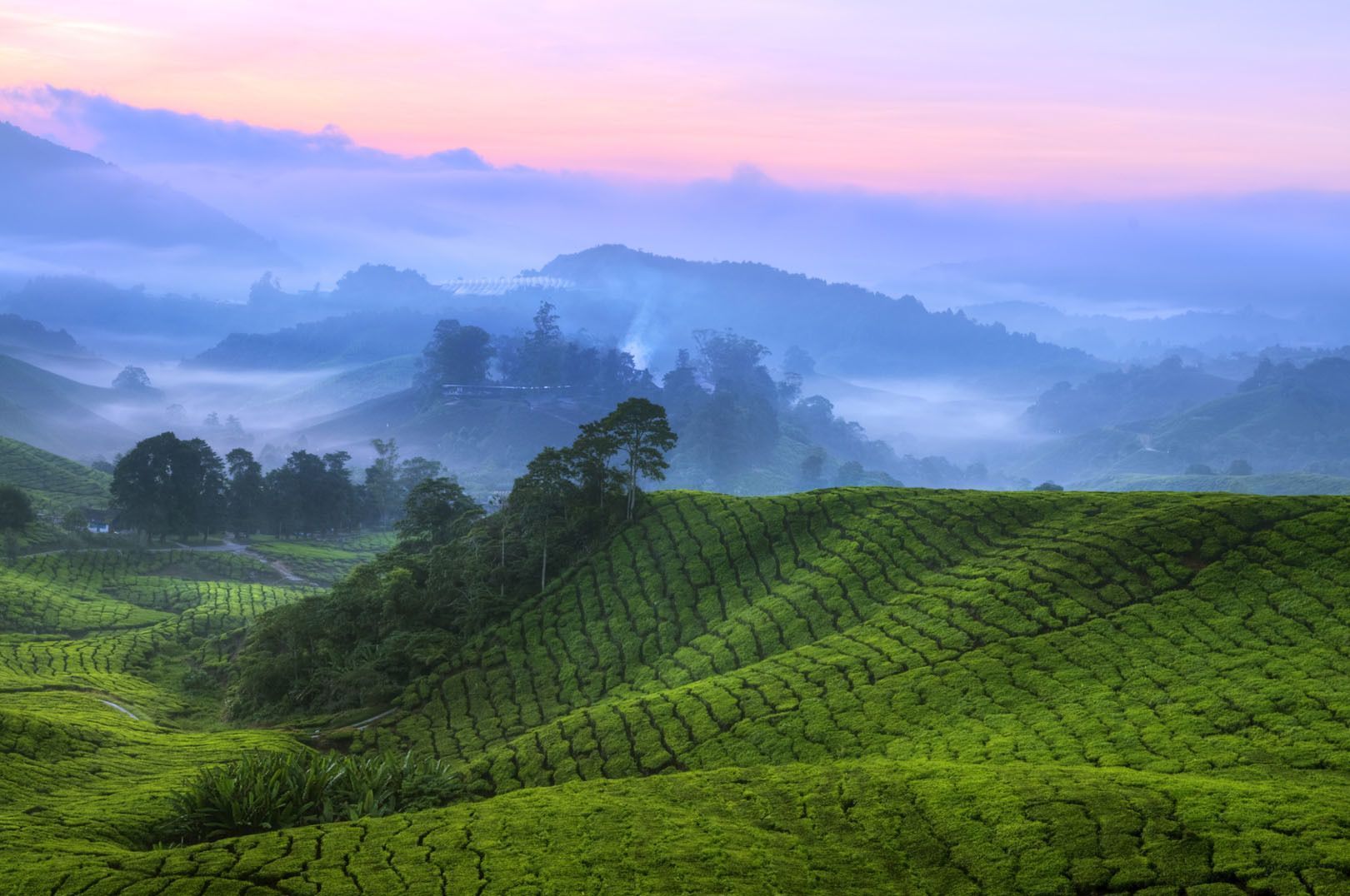 De luxuriantes plantations de thé verdoyantes s'étendent sur des collines vallonnées, un épais brouillard enveloppant les vallées sous un ciel rose et violet.
