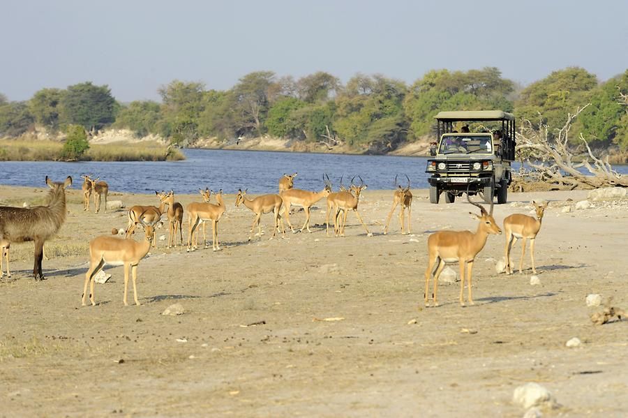 Durante un viaggio di gruppo WeRoad a bordo di una jeep da safari, si osserva un branco di impala su una sponda sabbiosa del fiume con alberi sullo sfondo.