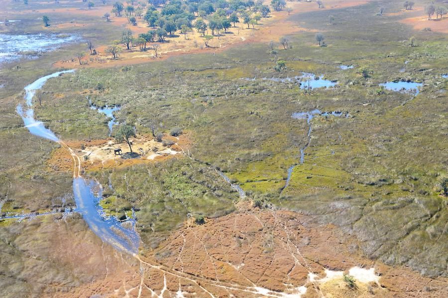 Vista aerea di un elefante in piedi vicino a un ruscello in una vasta pianura alluvionale della savana, con alberi e zone umide.
