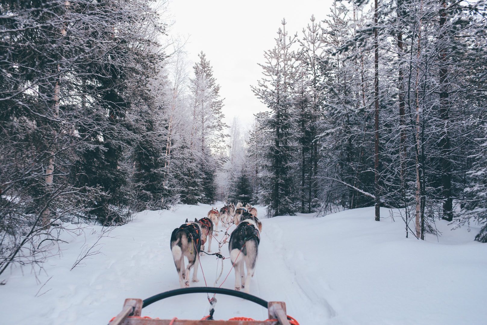 A team of husky dogs pulls a sled on a snowy trail through a forest of frost-covered trees, seen from the rider's perspective.