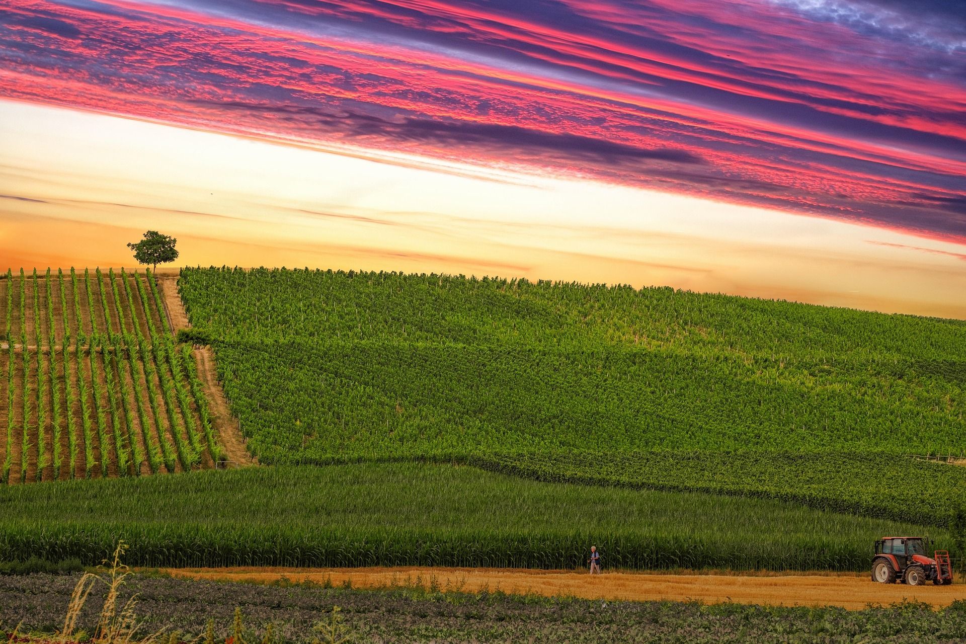 Dolci colline verdi con vigneti e un trattore sotto un vibrante cielo rosa e arancione al tramonto.