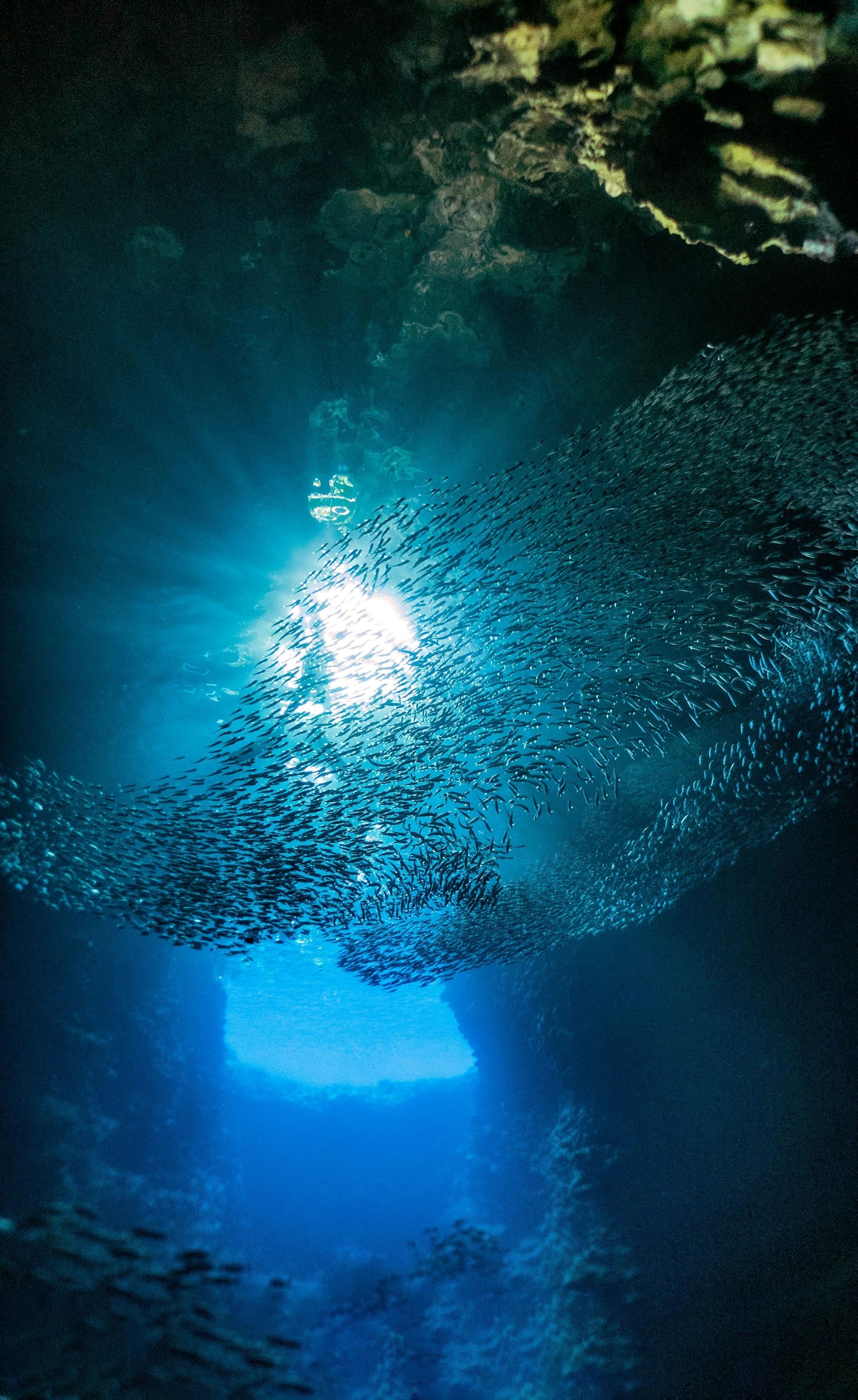 Un enorme banco de peces gira dentro de una cueva submarina, iluminado por un único rayo de sol desde una abertura superior.