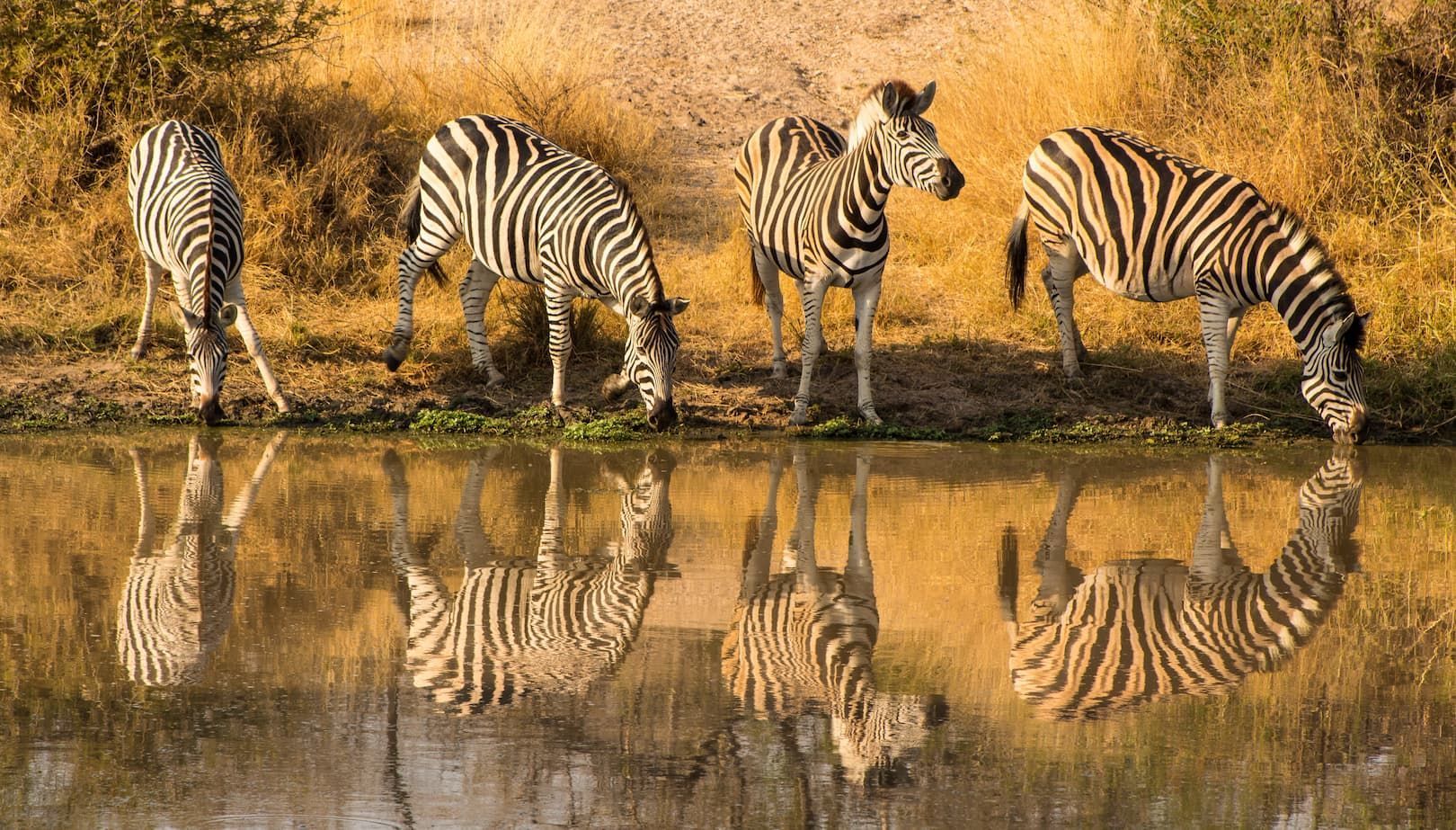 Quattro zebre che bevono da una pozza d'acqua, i loro riflessi striati visibili nell'acqua calma.