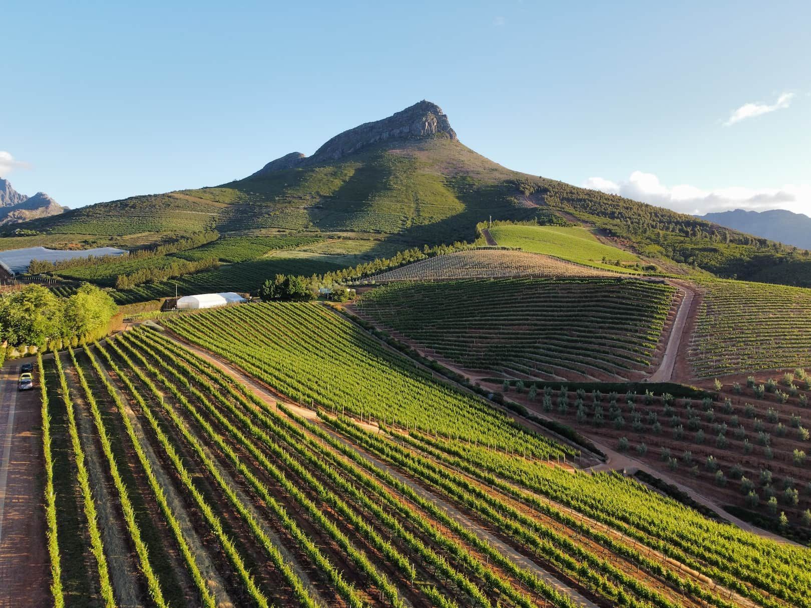 Vue aérienne d'un vignoble avec des rangées de vignes impeccables recouvrant des collines verdoyantes au pied d'une grande montagne.