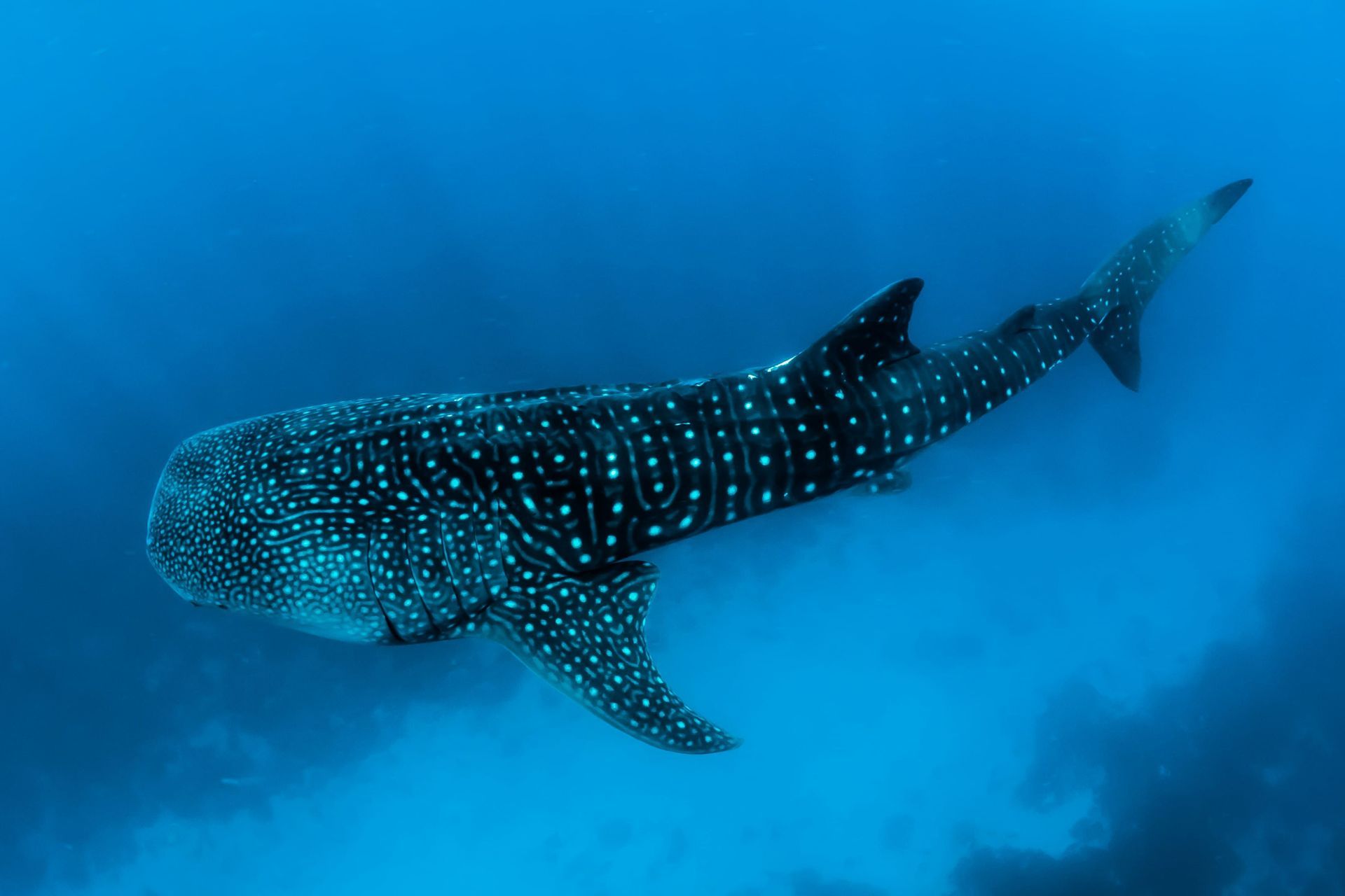 Un requin-baleine au motif tacheté de blanc sur le dos s'éloigne dans l'eau profonde de l'océan bleu.