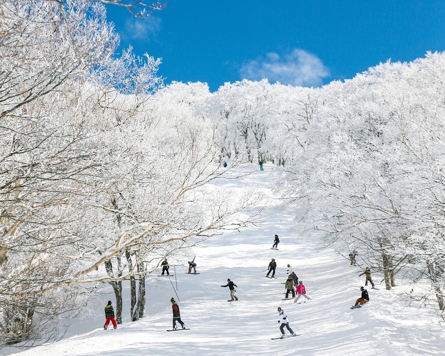 Un viaggio di gruppo WeRoad per sciare e fare snowboard su una discesa innevata, tra alberi ricoperti di brina, sotto un cielo azzurro limpido.