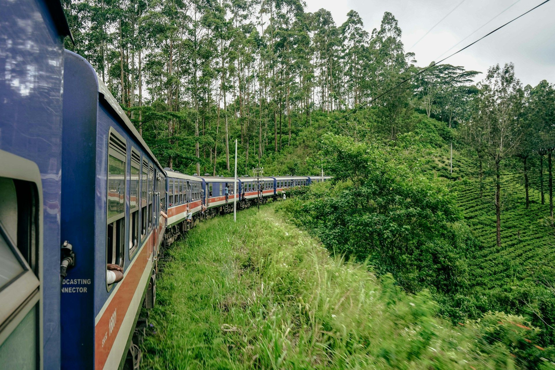 Un treno blu e rosso con a bordo un gruppo WeRoad si snoda attraverso un lussureggiante paesaggio verde con piantagioni di tè e alberi alti.