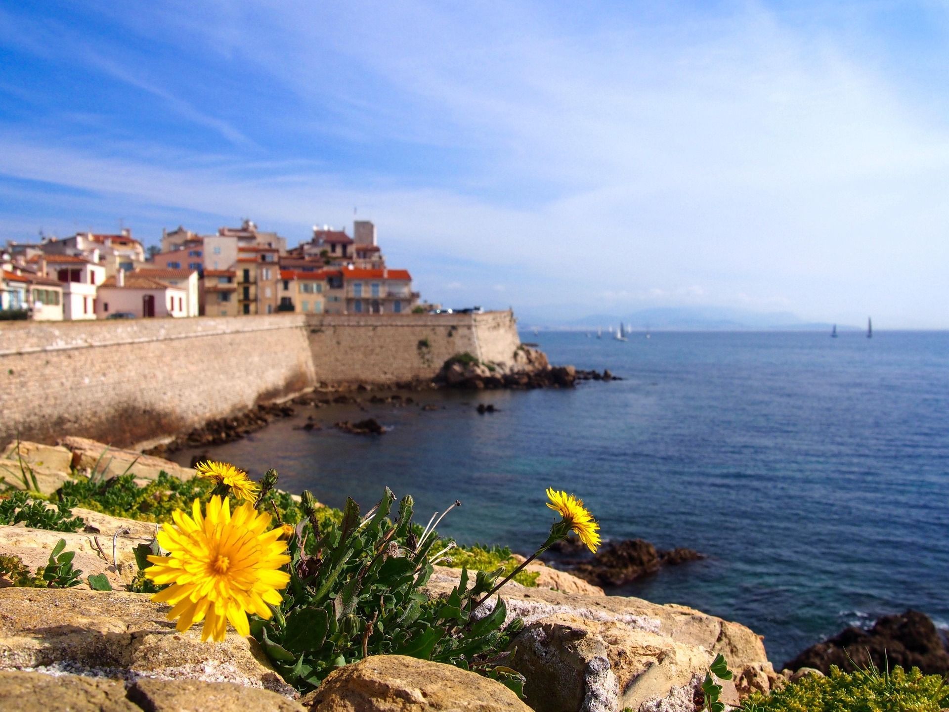 Flores amarillas florecen en una orilla rocosa, con vistas a un pueblo costero fortificado y un mar azul con veleros.