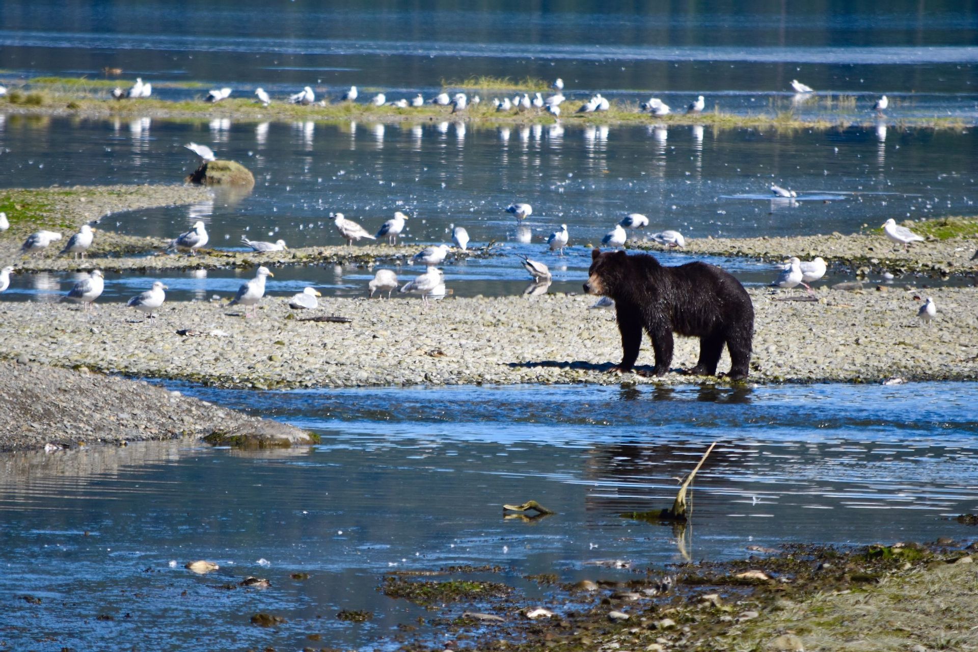 Ein Schwarzbär steht auf einer felsigen Untiefe in einem Fluss, umgeben von zahlreichen Möwen.
