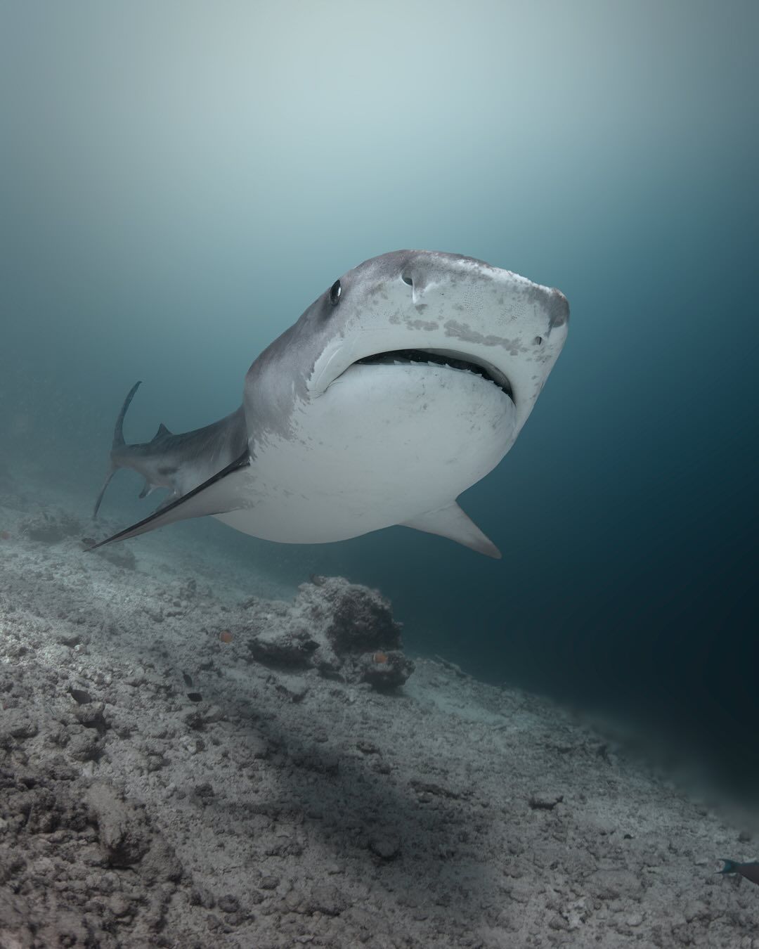 Primo piano ravvicinato e dal basso di uno squalo tigre che nuota su un fondale marino sabbioso in acque blu intenso.