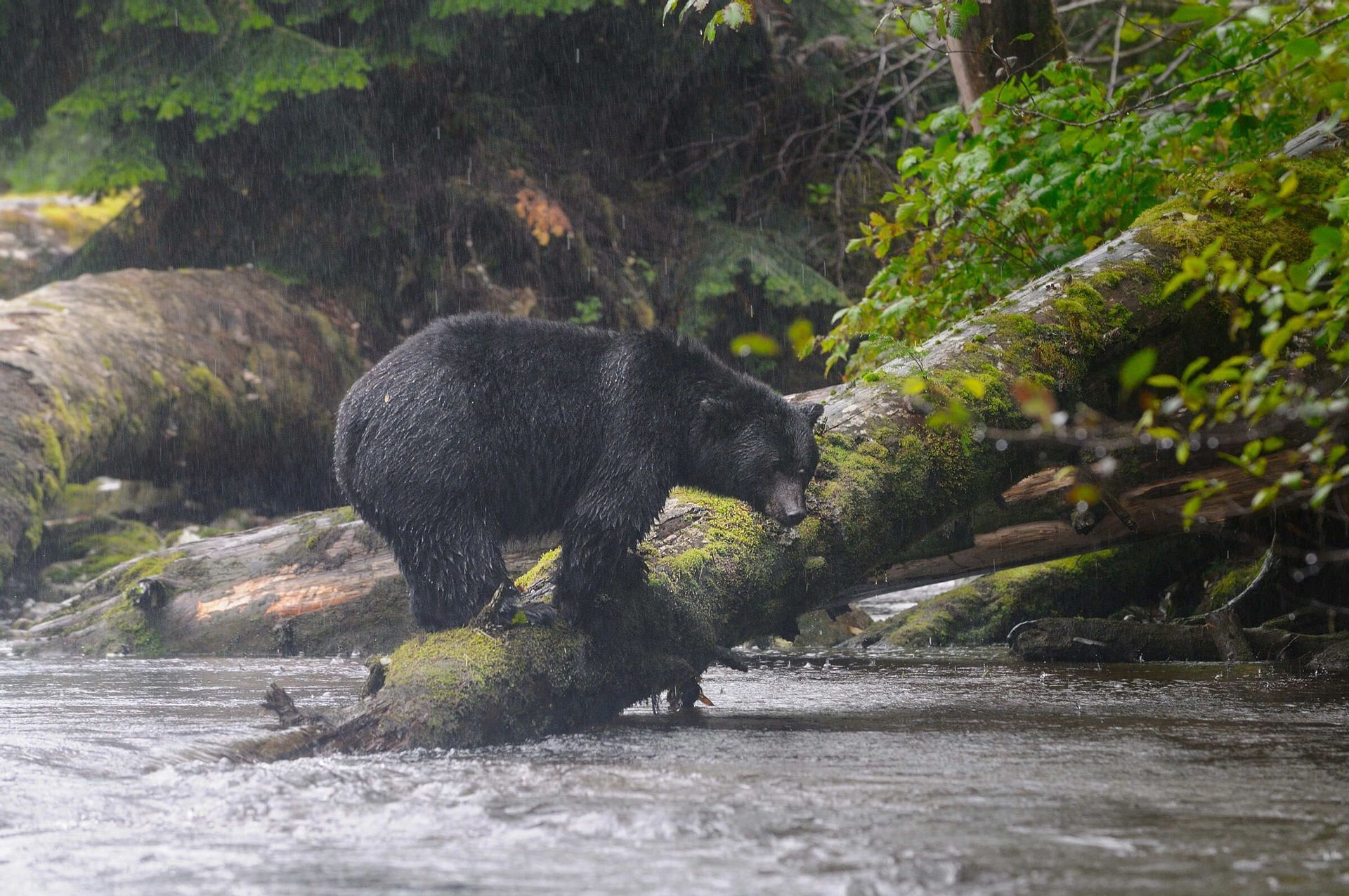 Ein Schwarzbär steht während eines Regenschauers auf einem moosbewachsenen Baumstamm in einem flachen Fluss, mit einem üppigen Wald im Hintergrund.
