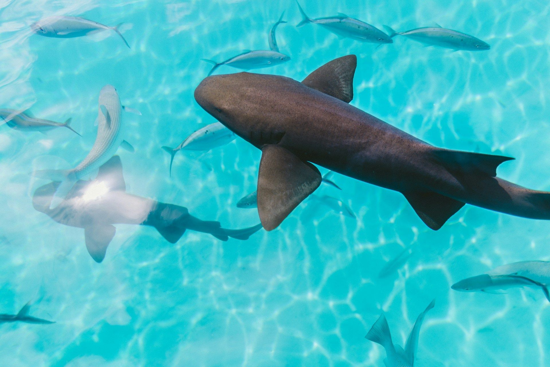 Varios tiburones nodriza y peces más pequeños nadando juntos en aguas poco profundas, claras y turquesas.