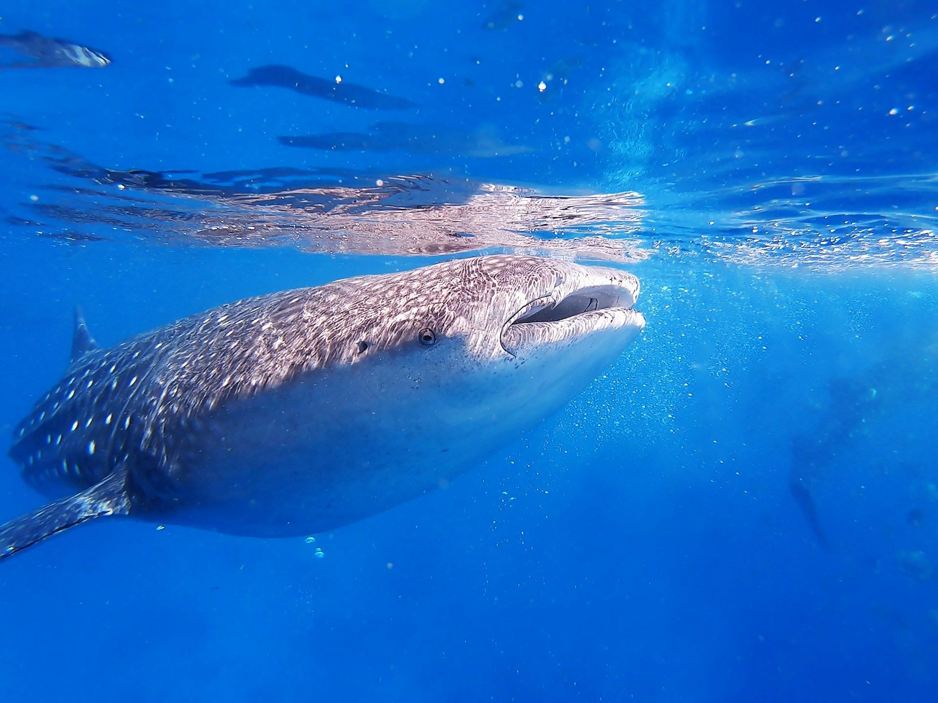 Un gran tiburón ballena nada con la boca abierta justo debajo de la superficie en agua azul clara y vibrante