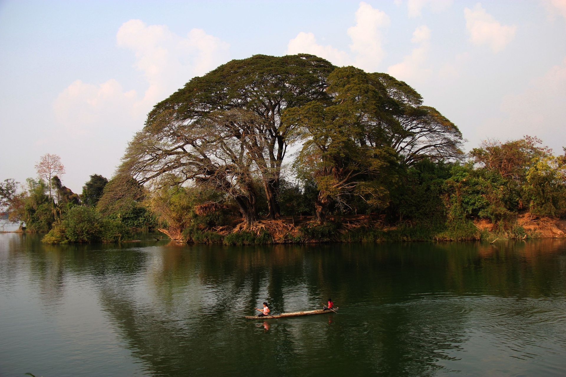 Deux personnes pagayent dans une petite barque en bois sur une rivière calme, avec un grand arbre imposant dominant la rive luxuriante.