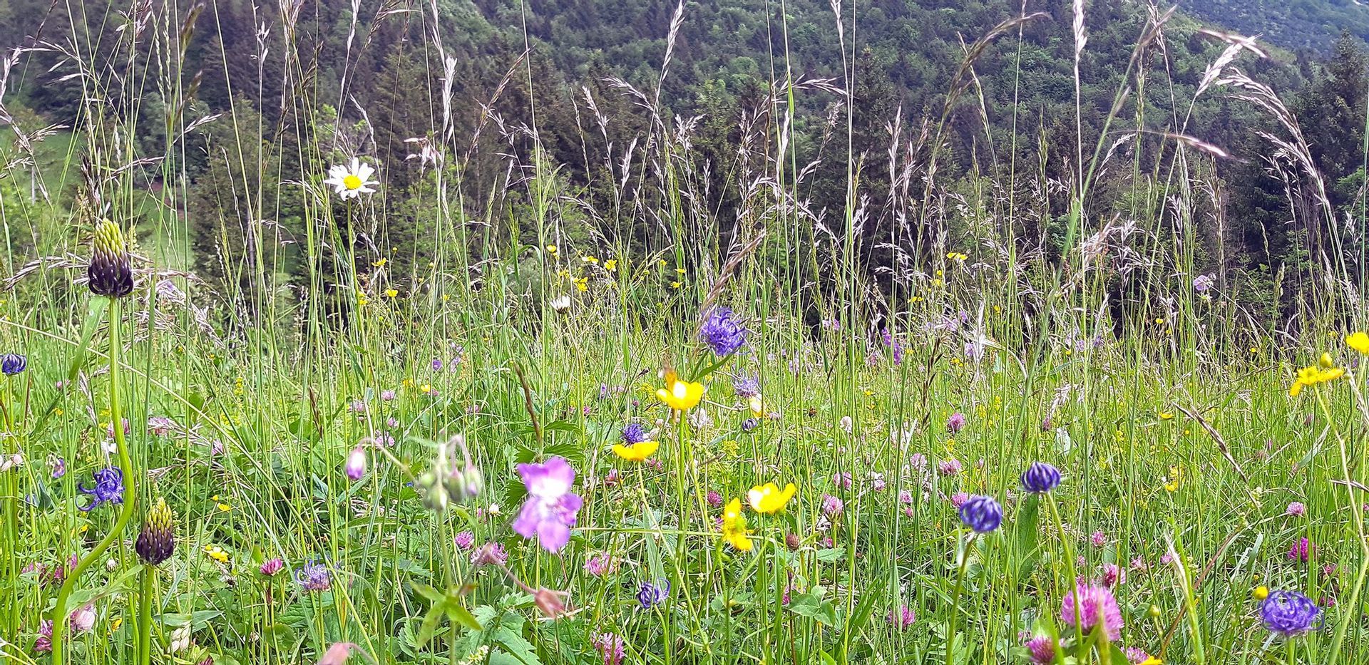 Un campo di erba verde alta e variopinti fiori selvatici davanti a una collina boscosa.