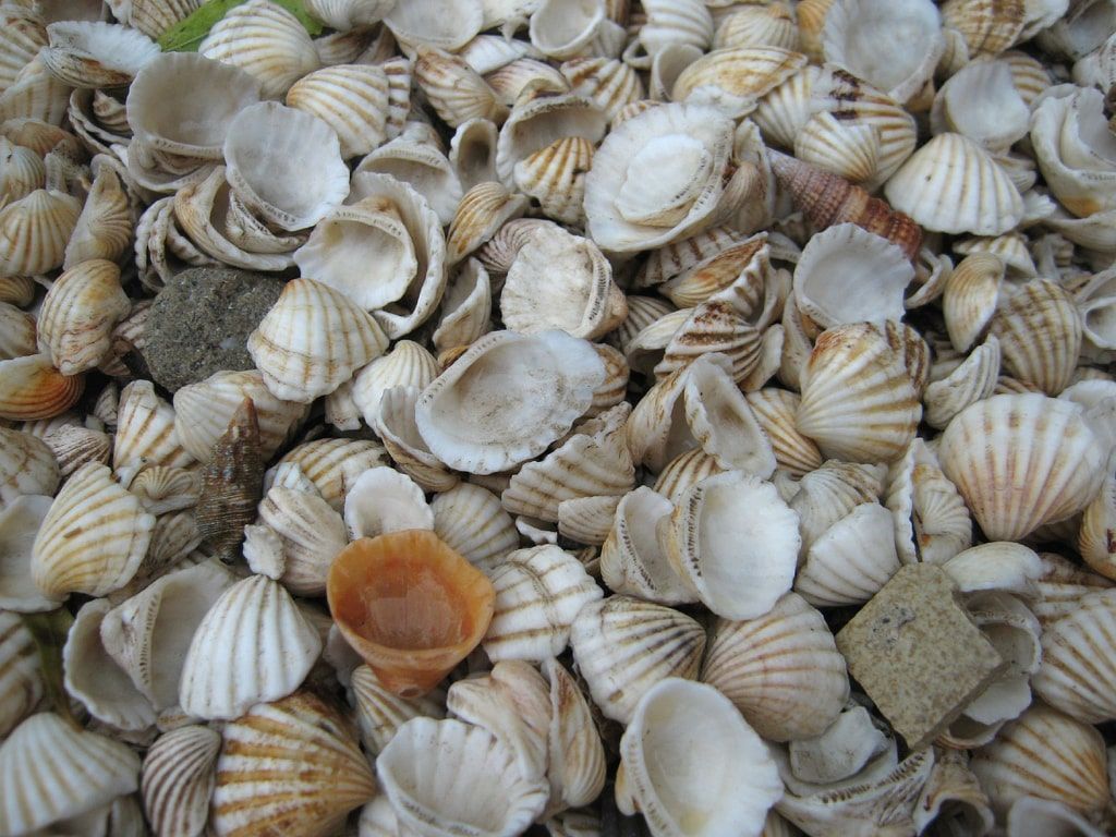 Gros plan en plongée sur un grand tas de coquillages côtelés blancs et beiges mélangés à de petits rochers.