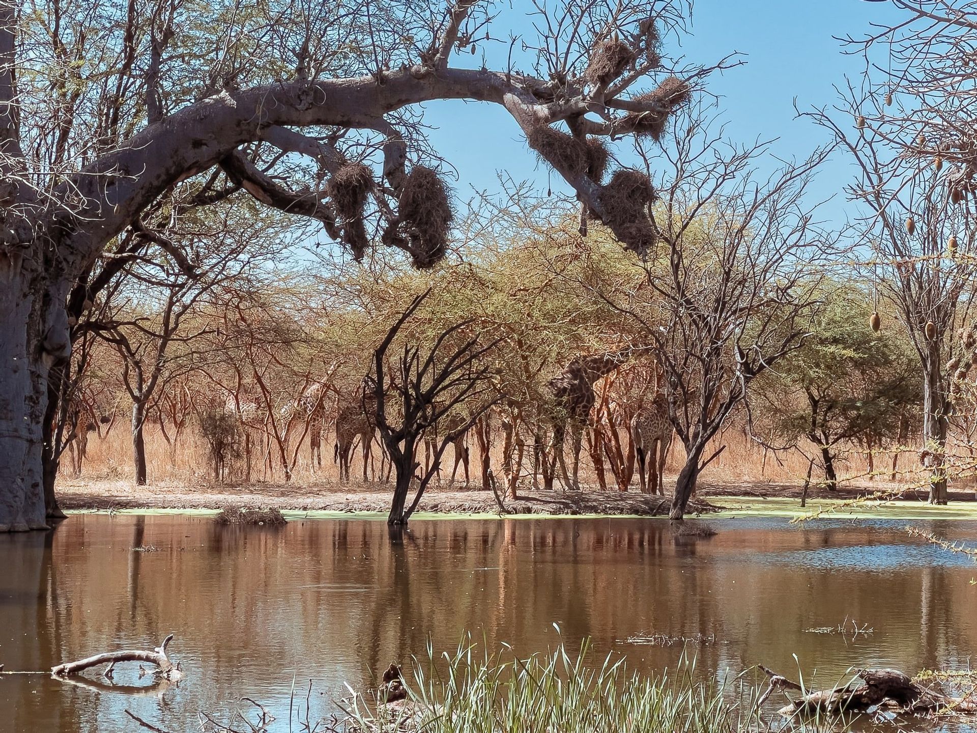 Un troupeau de girafes se dresse au milieu des arbres, au bord d'un point d'eau dans la savane, sous une grande branche d'arbre.
