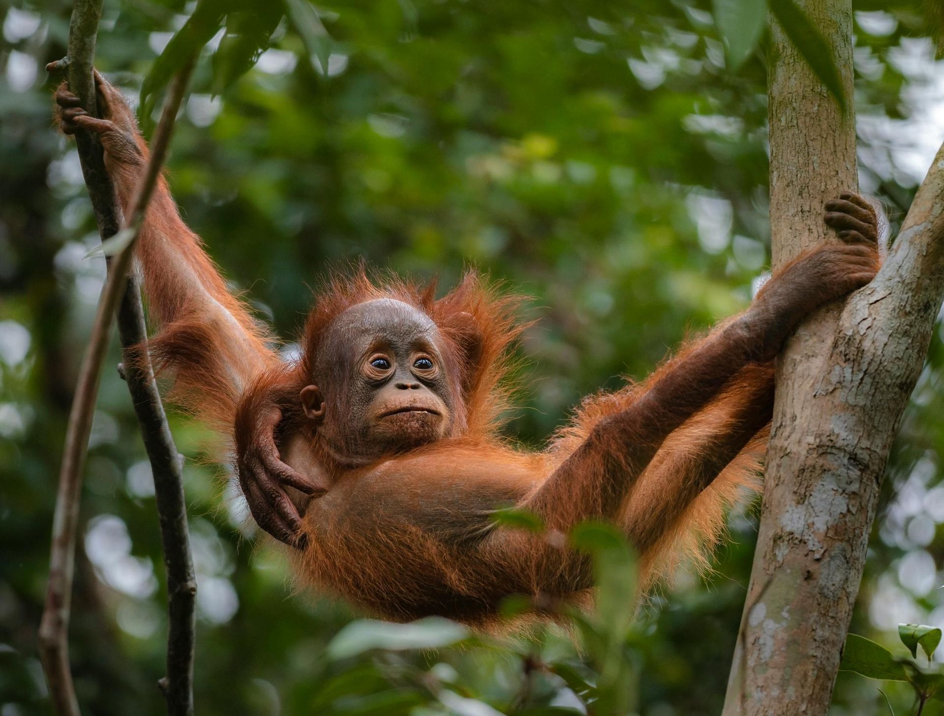 Un giovane orangutan dal pelo arancione pende tra un tronco d'albero e una liana in una giungla lussureggiante.