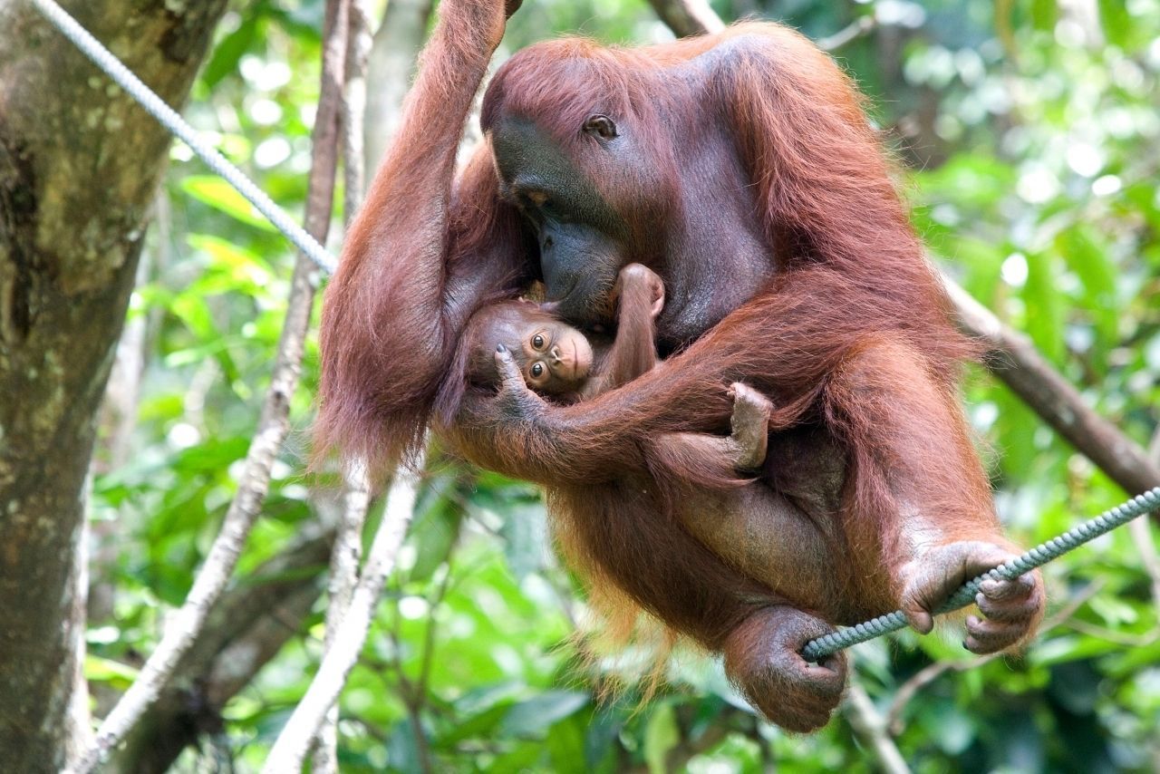 Un orangutan adulto tiene stretto il suo piccolo mentre è appeso a una corda tra il verde fogliame della giungla.