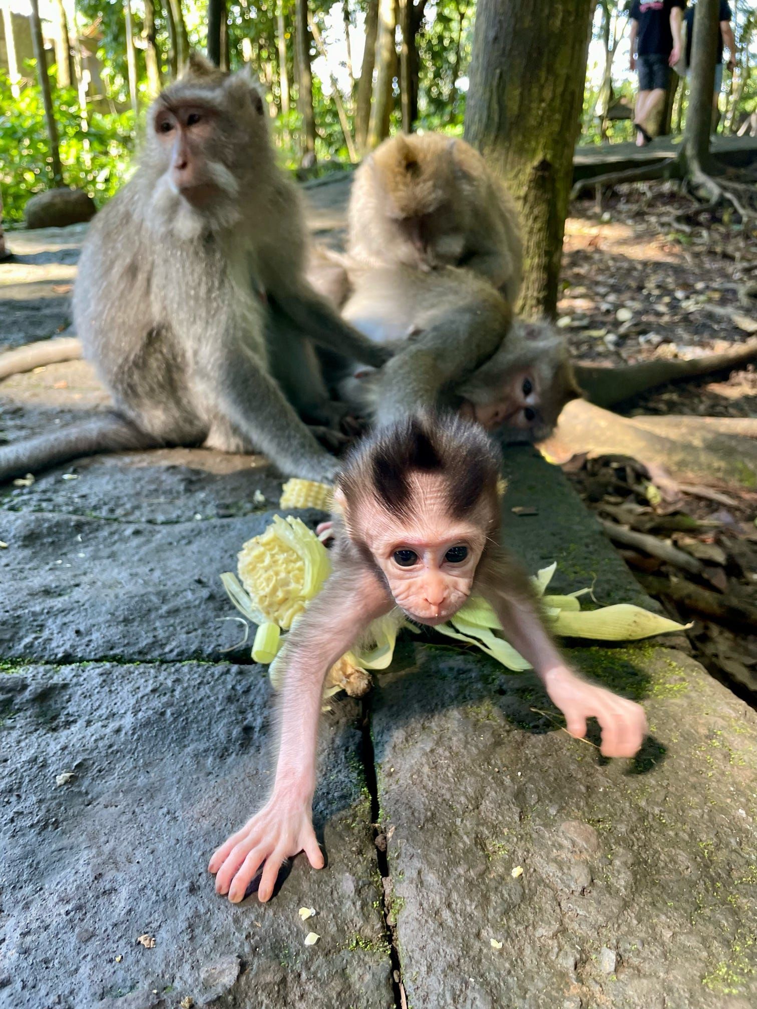 Ein Baby-Affe auf einem Steinpfad streckt sich der Kamera entgegen, mit einem Maiskolben und anderen Affen im Hintergrund.