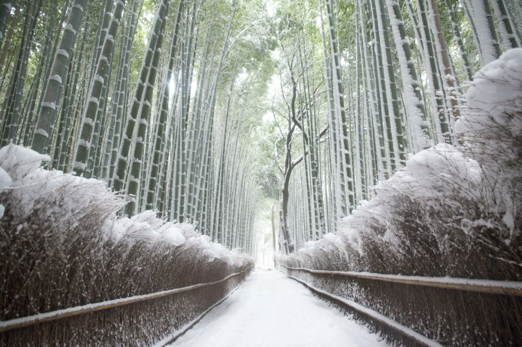 Un sentiero innevato si snoda attraverso un'alta foresta di bambù con la neve aggrappata ai fusti.