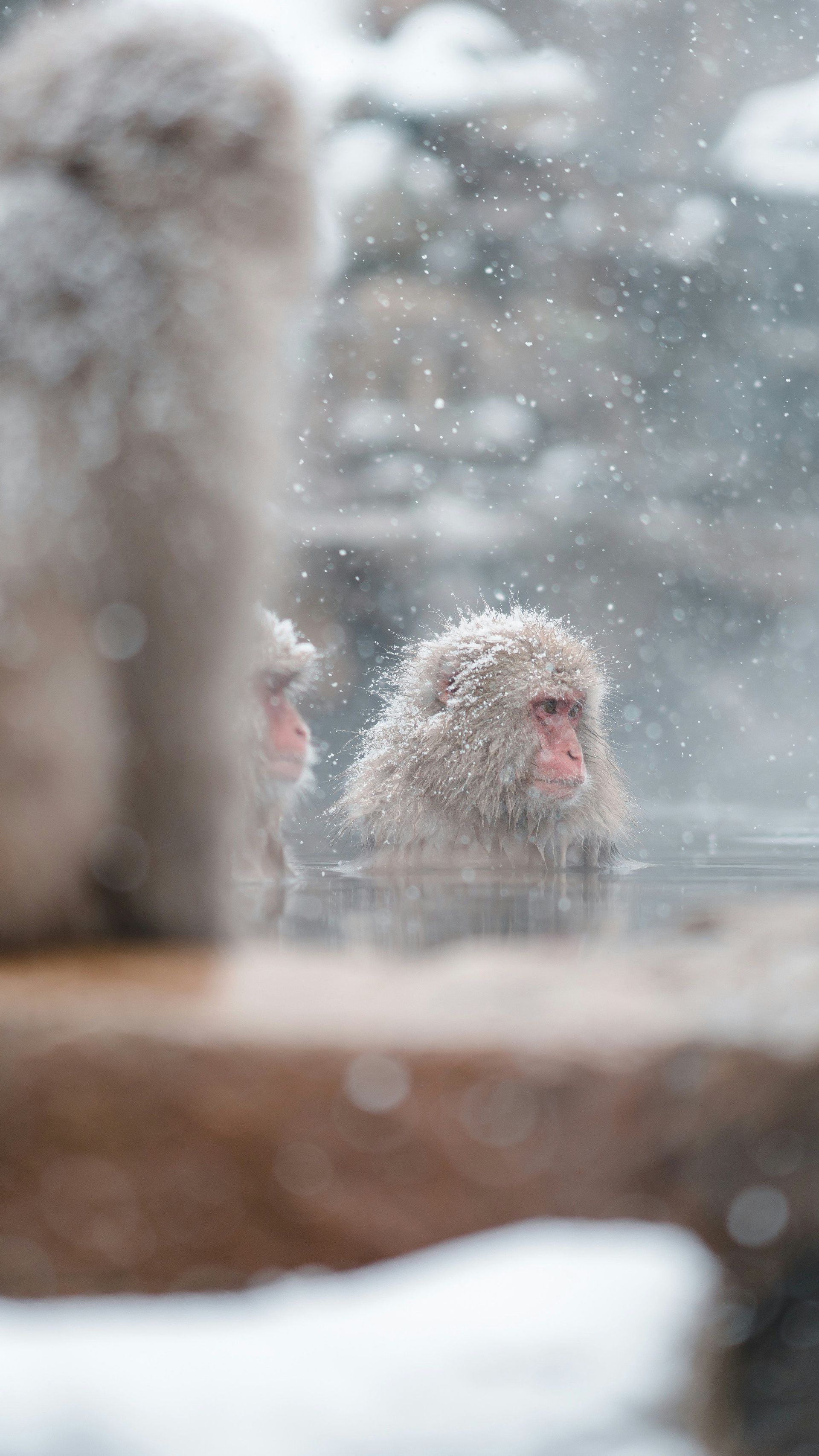 Un macaco giapponese dalla pelliccia coperta di neve siede in una sorgente termale fumante mentre la neve cade tutt'intorno.