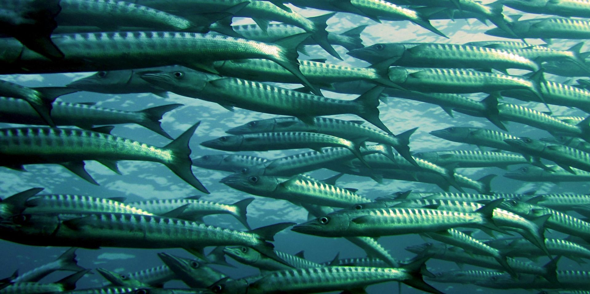 Un gran banco de barracudas con escamas plateadas y rayas oscuras nadando juntas en agua azul del océano