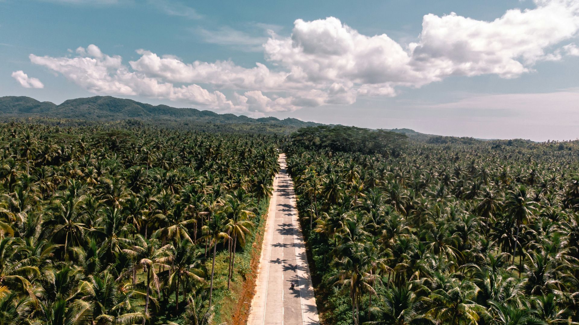 Vista aérea de una persona en patinete conduciendo por una carretera larga y recta a través de un denso bosque de palmeras.